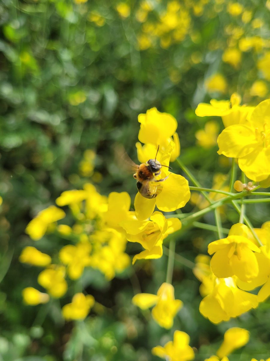 LucyCostick's tweet photo. Had a good time today collecting the #PitfallTraps for @HarperAdamsUni's #biodiversity data recording
Found some extra specimens on the way to the traps too!
@entomolojosh @wildmaude @RafiqEesa https://t.co/PNKIsJXEmw