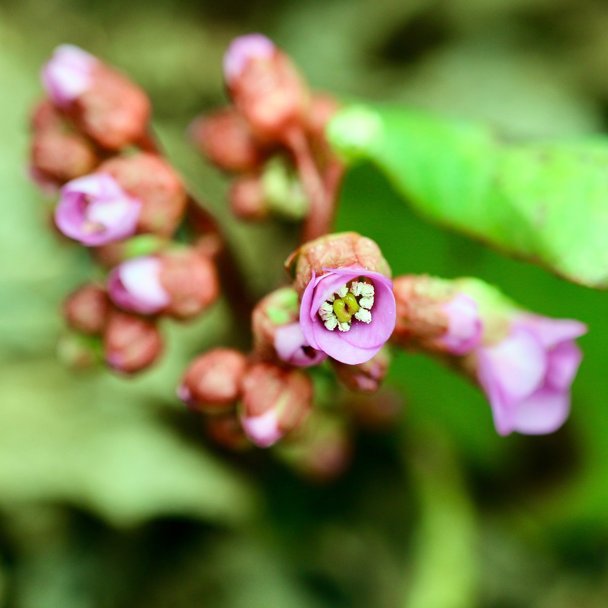 botaniquely's tweet image. Plant of the Day: Bergenia
🌿
#bergenia #springblooms #MNspring