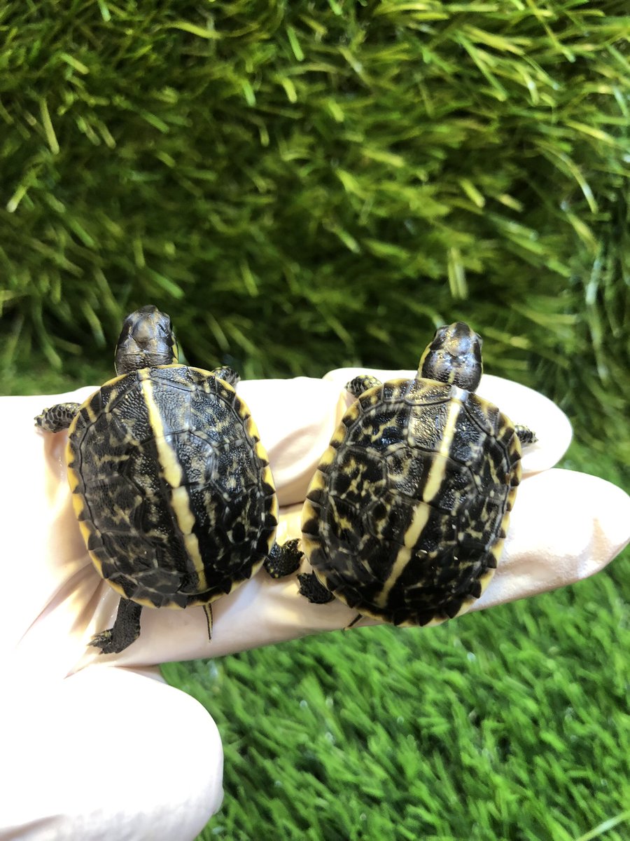 Land_mark_jp's tweet image. 私はちょっと不真面目なのか、
最近は胡散臭い表現や情報をみると、何だか少し楽しくなる。
半分眼を瞑って相手の取り分を考えられる大人になったのかもしれません（笑）
授業料だいぶ払ったからな〜🌀

#Terrapene carolina bauri
#Florida Box Turtle