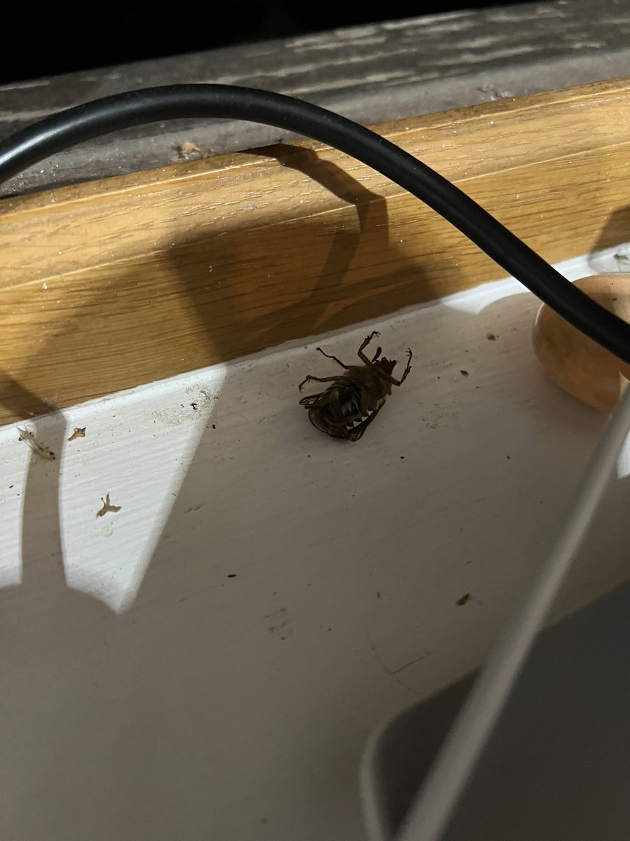 BigTaffMan.ttv tweet media