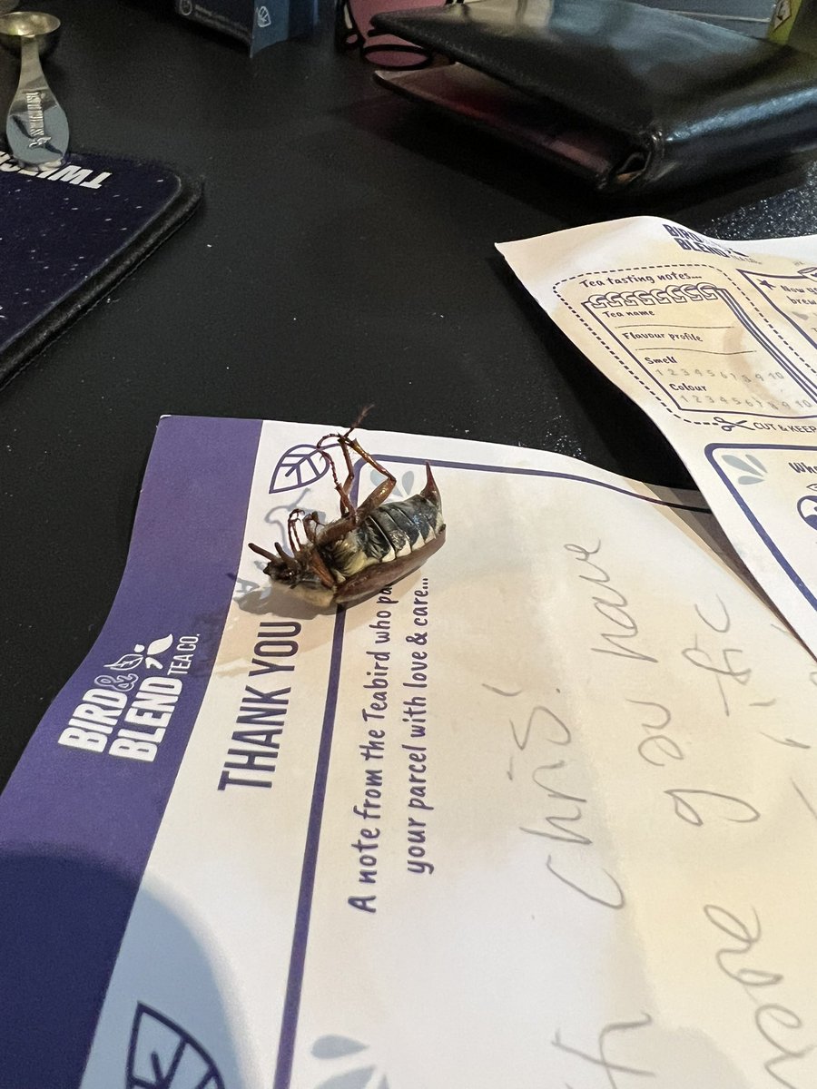 BigTaffMan.ttv tweet media