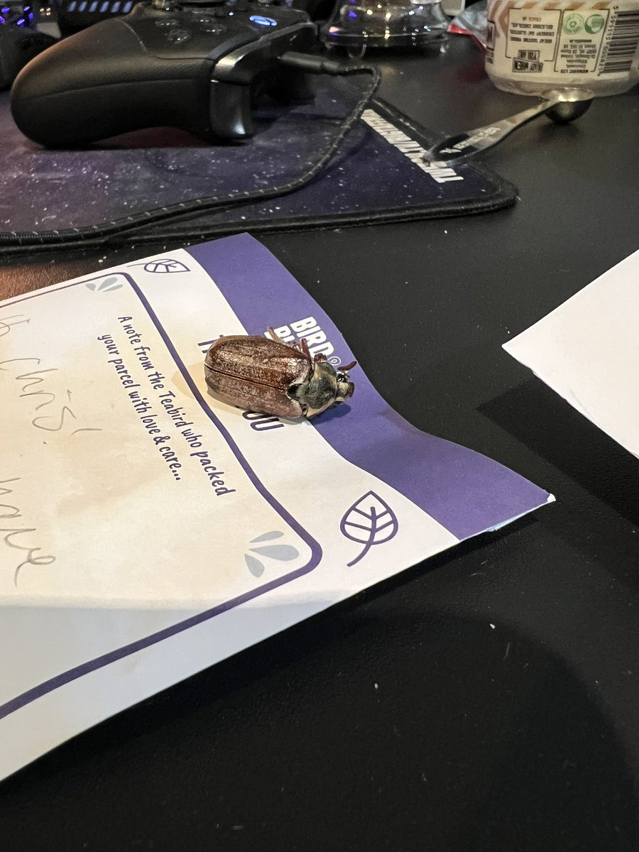 BigTaffMan.ttv tweet media