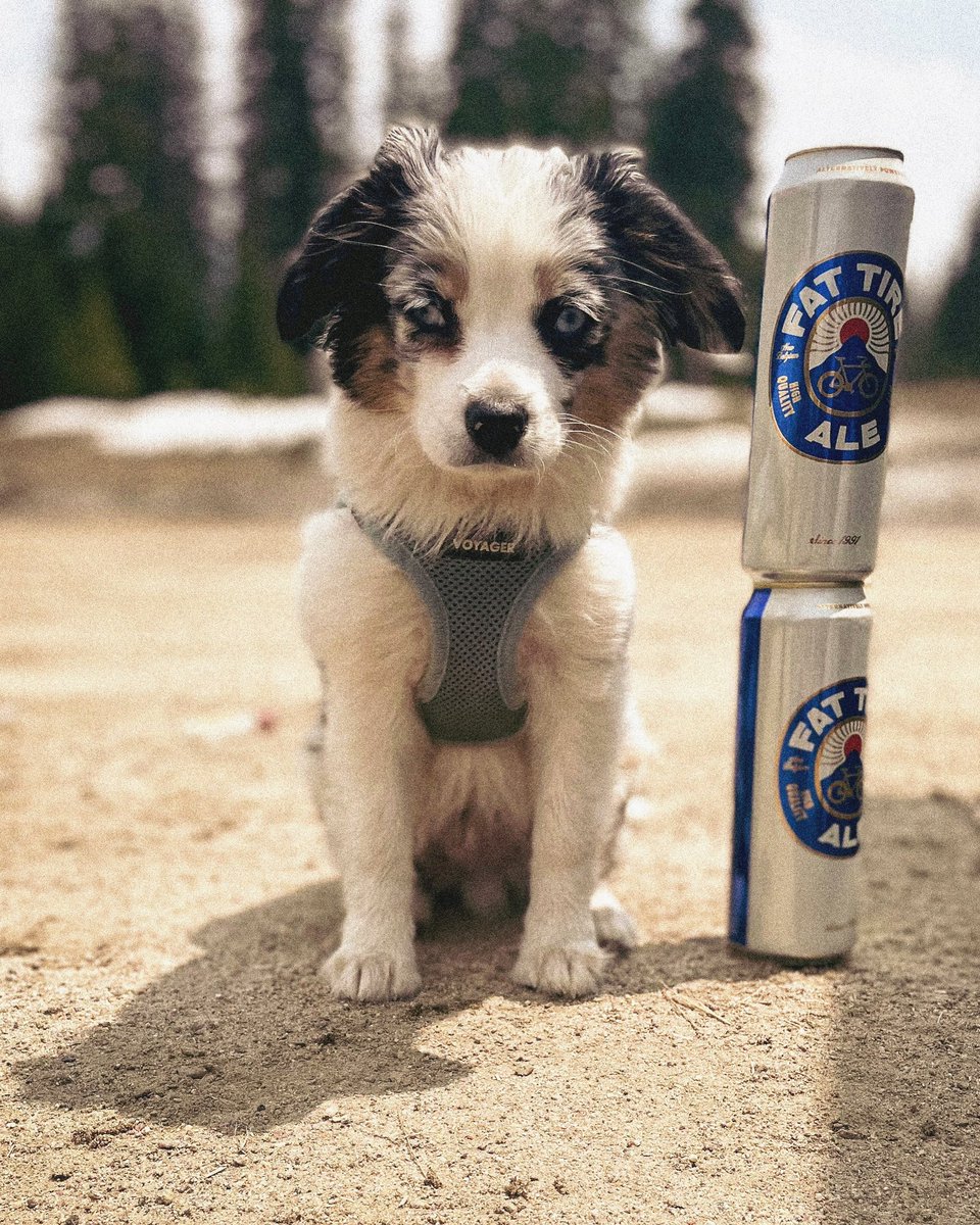 If a tallboy is 7.5” high, how tall is your good boy?