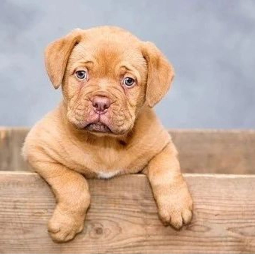 Quel nom lui donnerais-tu ??