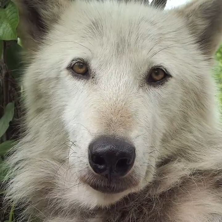 Wolf Conservation Center 🐺 on Twitter: 