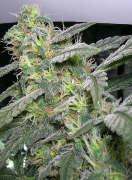 NugDatabase's tweet photo. #Strain of the day: #SweetDreams 🍡💭

Very #High #THC Levels! 📈 This #Indica 🌳 dominant variety will leave you in a #CouchLock! 🛋️

https://t.co/ZOoEoR3pJS

#CannabisCulture #WeedLovers #StonerFam #StrainOfTheDay
🔥🌲😎💨 https://t.co/YFTeu1oK4Z