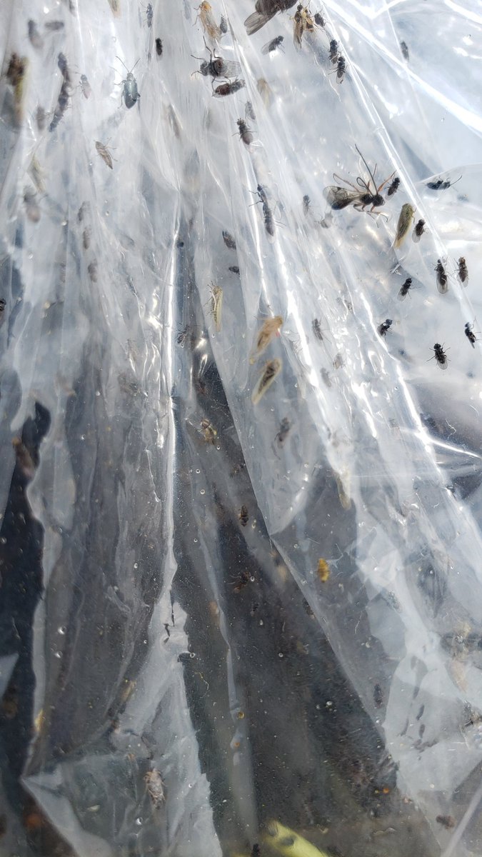 TylerWist1's tweet photo. We've had a May Long weekend migration of #asterleafhoppers into #Saskatchewan and #Manitoba Anyone want to sweep some ditches and get me some samples to test for #asteryellows please!? https://t.co/uuSPY3rMhU