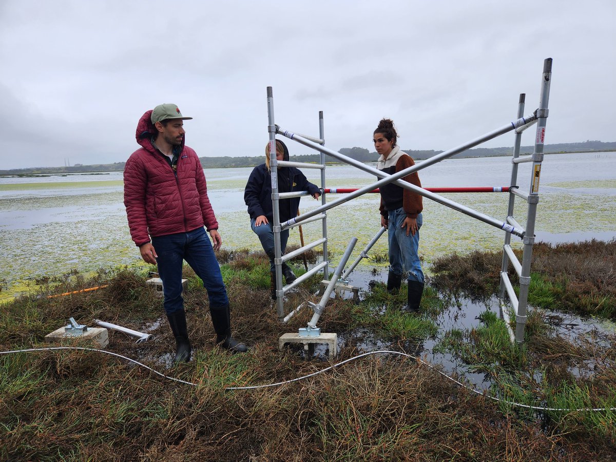 Working hard or marsh-ly working? Paytan lab members start construction on two new monitoring stations in Elkhorn Slough! Day 1 ✅️