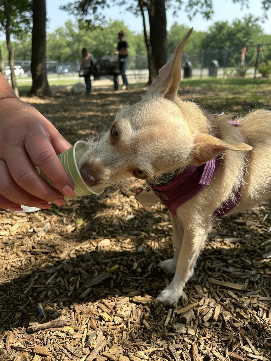 MrsCalvinEIS's tweet photo. Yappy hour with two sweet girls and three sweet pups. Such a fun fund-a-need experience! @EubanksDragons @eispto @ms_lrod https://t.co/loeicXZqsz