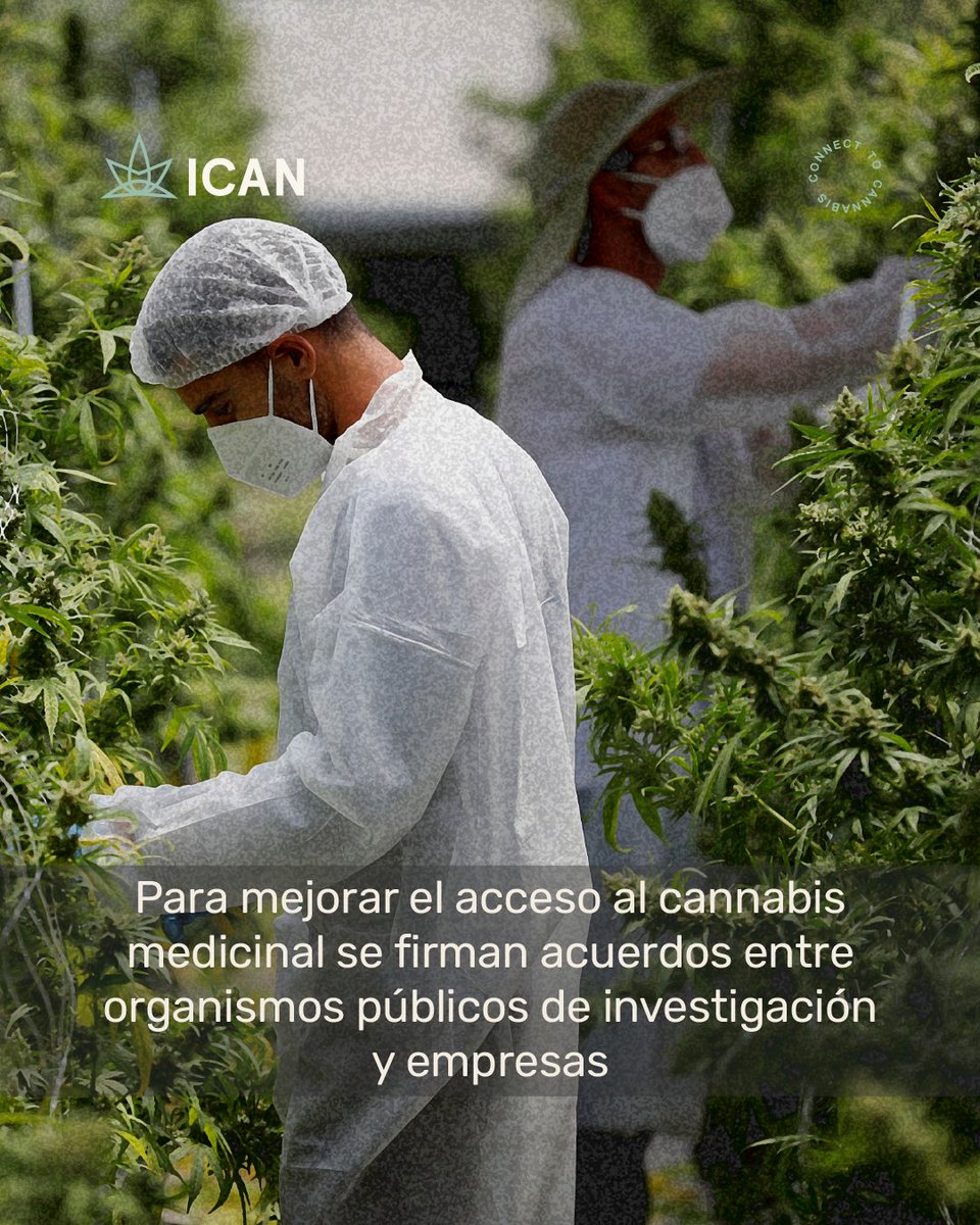 icanlat's tweet photo. #Actualidad: a principios de abril de 2023, Trichome Pharma firmó acuerdos con organismos públicos de investigación y empresas para mejorar el acceso al cannabis medicinal desarrollando técnicas de propagación y conservación in vitro de la planta.  📚👉https://t.co/UGKgR536CC https://t.co/OyV6OBuS0O