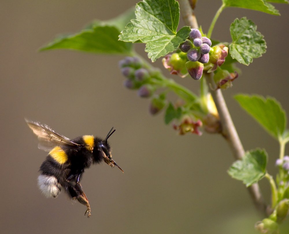 i love bumblebees they have little legs