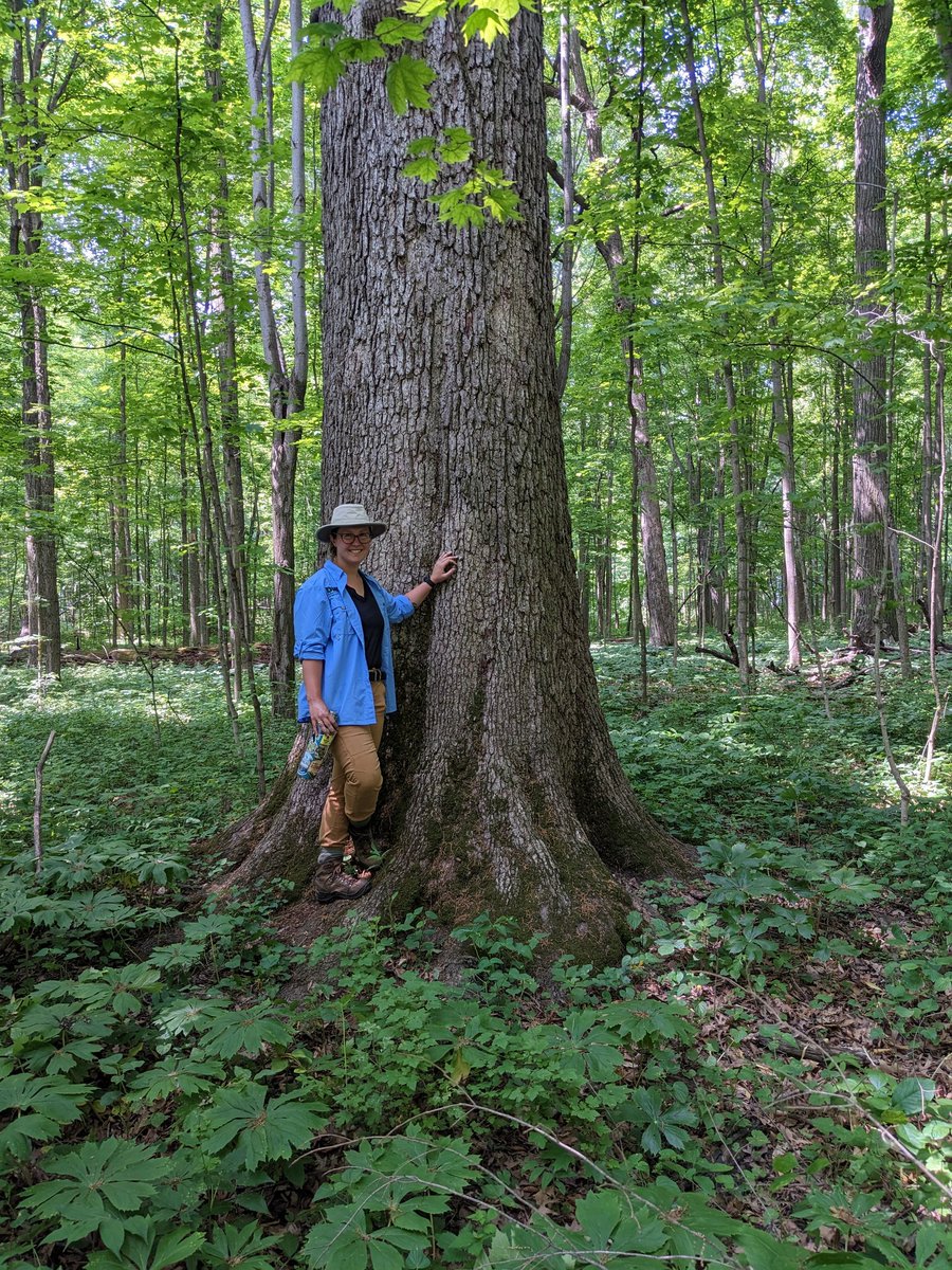 WriterDPDouglas's tweet photo. I got a full rejection and a query rejection today, but on the bright side I got to meet some giant trees at work. So overall, could've been worse. https://t.co/CxS55YTkvf