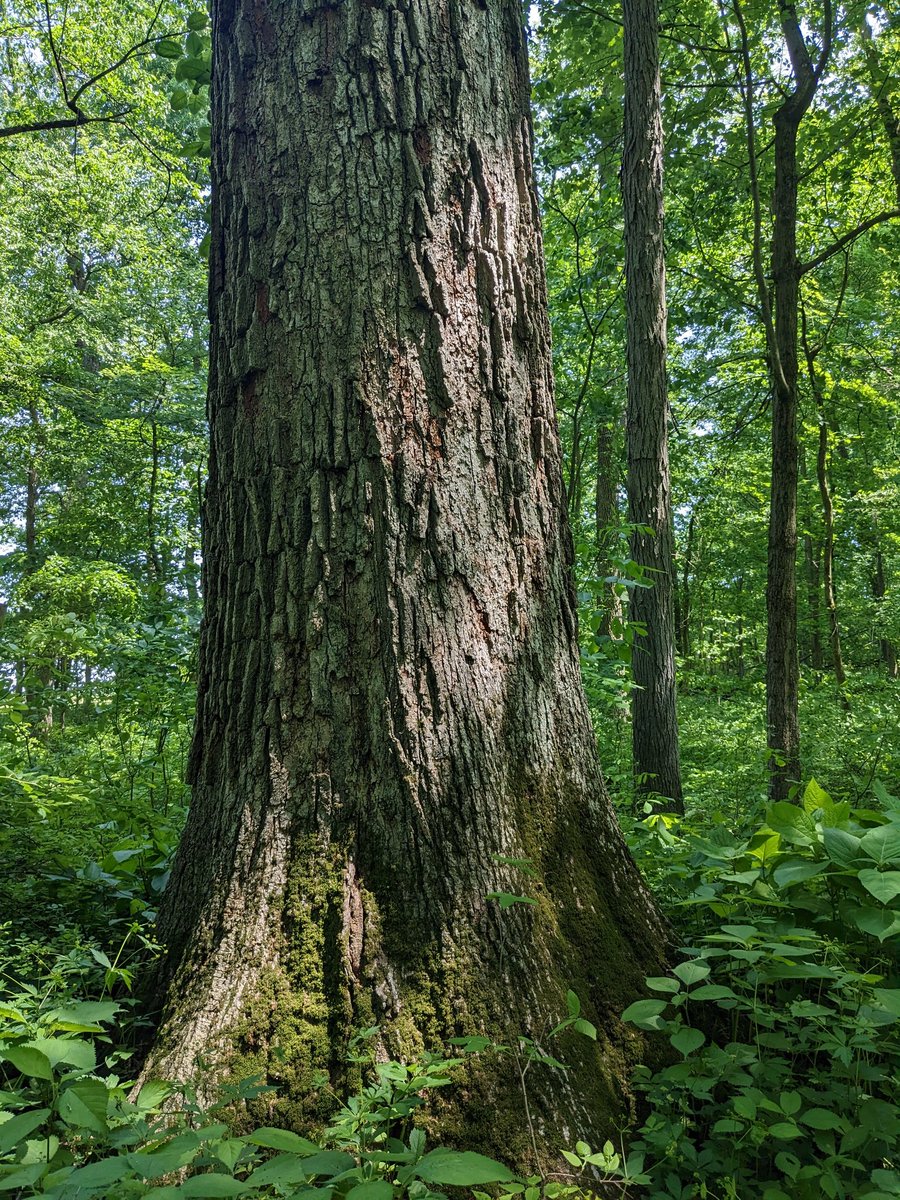 WriterDPDouglas's tweet photo. I got a full rejection and a query rejection today, but on the bright side I got to meet some giant trees at work. So overall, could've been worse. https://t.co/CxS55YTkvf