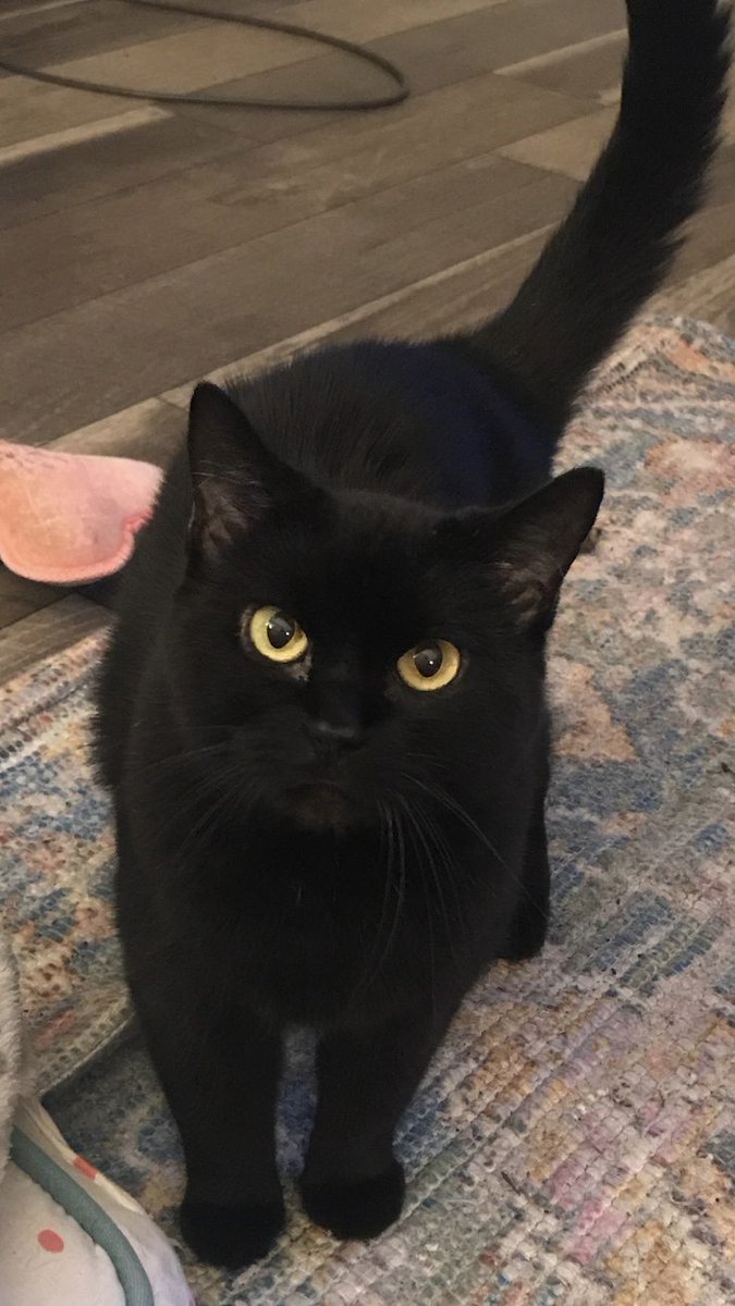 black cat no. 152 #BlackCat #CatsOfTwitter