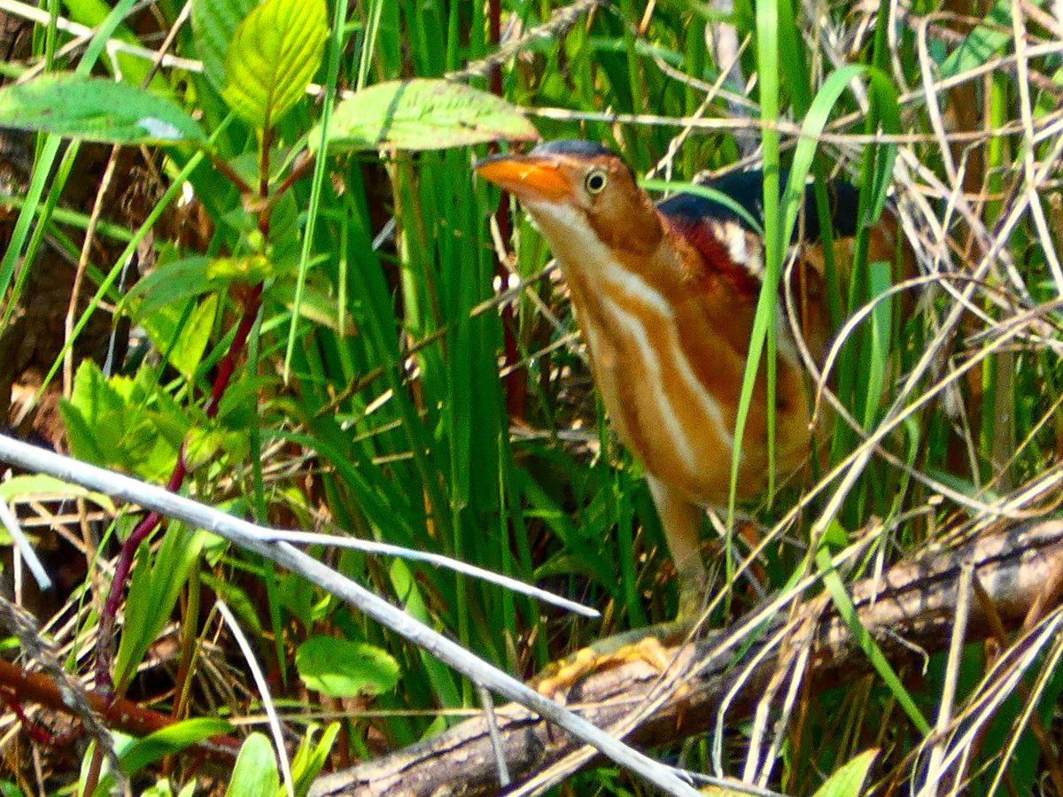 EverybodySci's tweet photo. A Least Bittern in south #etobicoke - North America’s smallest heron is actually pretty cute! 😊 #birding #birdphotography https://t.co/1Halx4rx1z