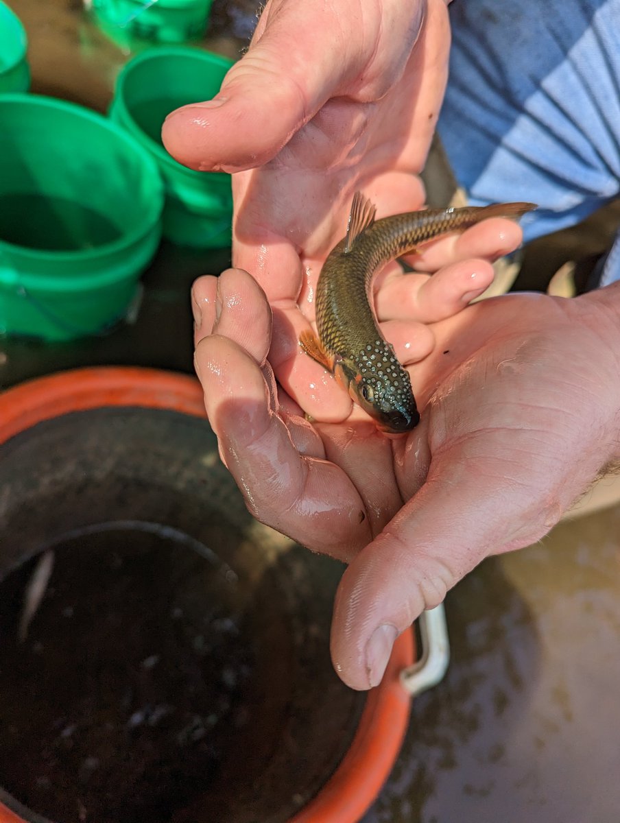 Katie Whitlow, PhD tweet media