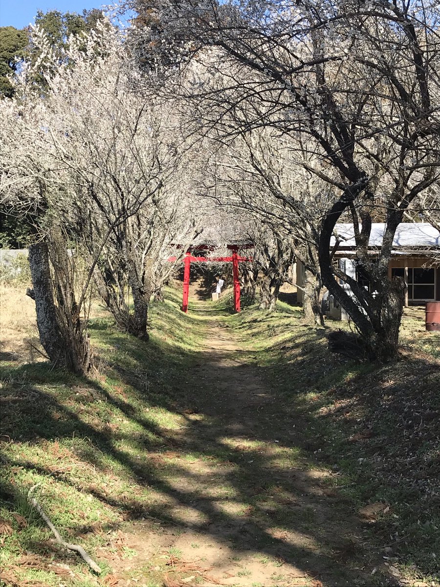 千葉県・東禅寺 (土橋城)千葉一族の内紛で同族の馬加康胤・原胤房に亥鼻城(千葉城)を急襲されて落城・千葉胤直・胤宣は千田庄に逃れて再起を図るが防戦かなわず胤直は東禅寺の如来堂で自刃して果て千葉宗家は滅亡！ ※ 胤直の墓は事情により削除済み