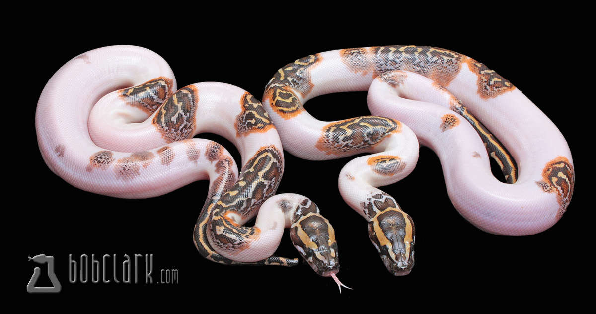 PythonBobClark's tweet image. Pied Burmese pythons het albino, poss het blond and granite. 2023 male and female $2500 each