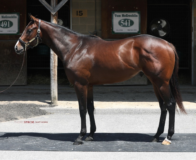 TransitImperial's tweet photo. Did somebody say road trip? These four are taking a bus to The Bluegrass State after impressive appearances at the @FasigTiptonCo Mid-Atlantic sale!  Many thanks to the clients for trusting us with all this horsepower. https://t.co/QlGW31BCQb
