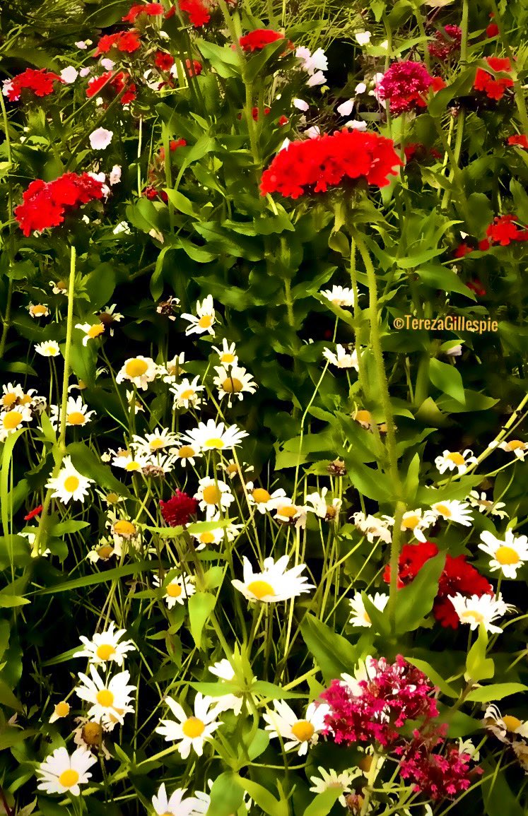 Upon a path
I did not know
sleep deprived
as dawn did
glow
Guided by
a saffron sky
I saw a field
where I could
lie
&amp; just be still
for a while
To nature’s arms
I did flee
&amp; found my
Soul
where meadows
breathe
&amp; wildflowers
grow
©️Tereza Gillespie 2023
#poetry #poetsofTwitter