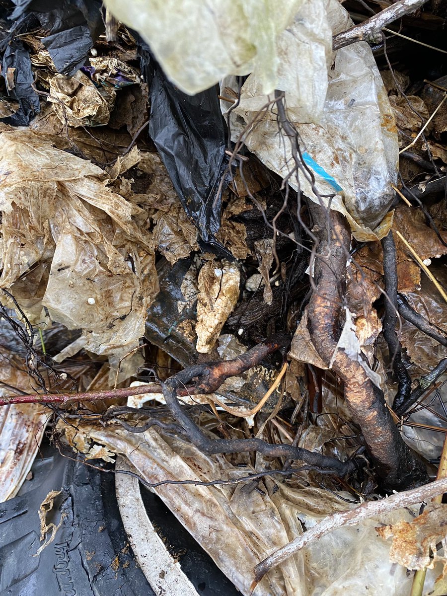 FraserRiverFind's tweet photo. Can you spot the pretty girl staring back in the 2nd image?
She is a very vintage black haired Barbie.
#8ballbeach #barbie
#fraserriver #intertidalzone
#plasticpollution https://t.co/1TrGW4mLfq