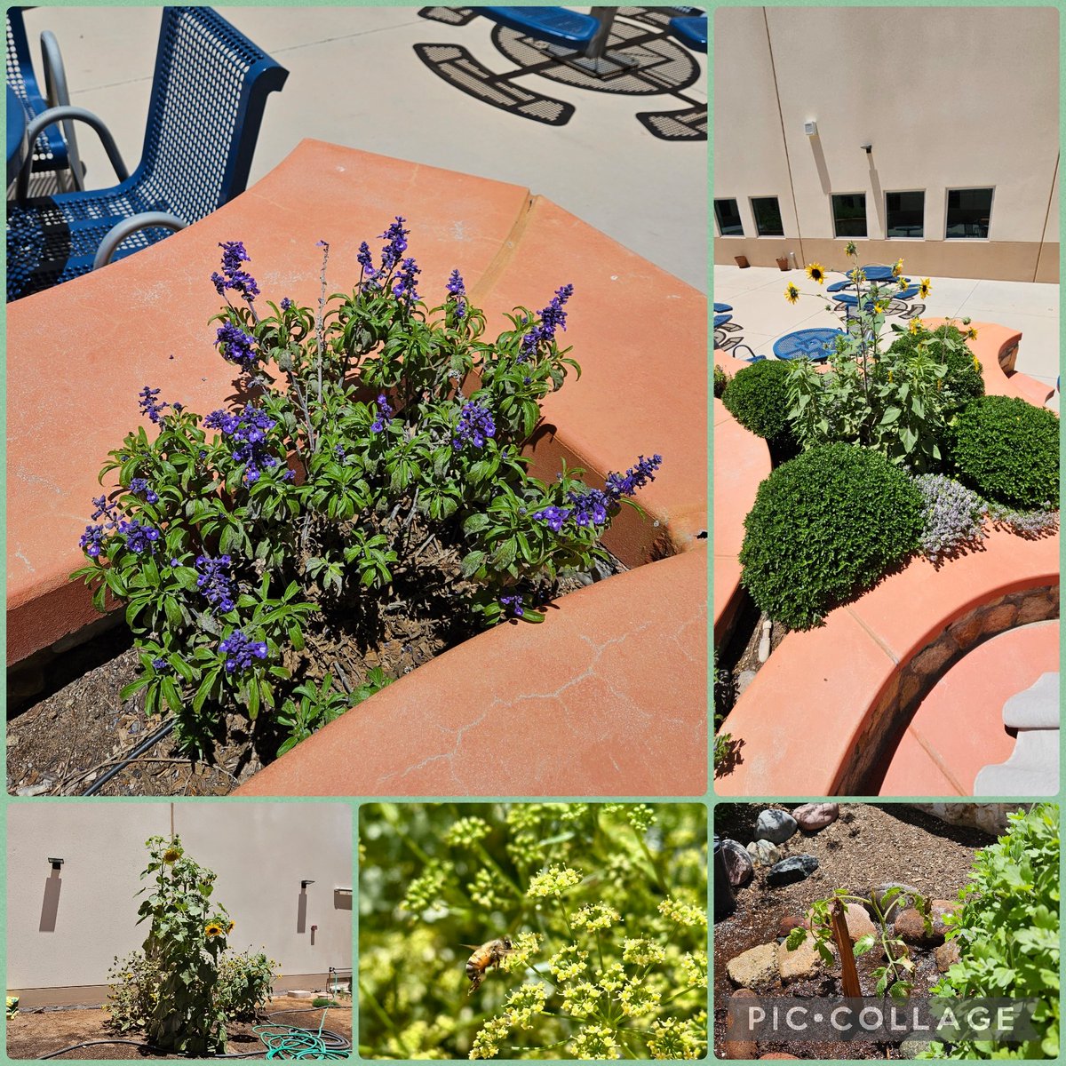 MGALIN01_CBNES's tweet photo. Can't be prouder of my #FabSquad for our Fabulous Garden. This could not have been possible without the help of JPB's StuCo and @Grounds_OP. #TeamSISD #jpb_coyotes 🥰🤩💖❤️🔥 https://t.co/szCy6MdwtO
