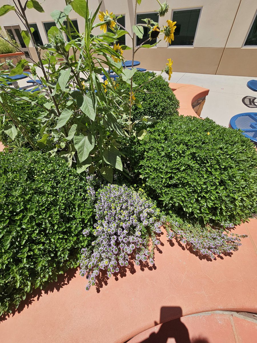 MGALIN01_CBNES's tweet photo. Can't be prouder of my #FabSquad for our Fabulous Garden. This could not have been possible without the help of JPB's StuCo and @Grounds_OP. #TeamSISD #jpb_coyotes 🥰🤩💖❤️🔥 https://t.co/szCy6MdwtO