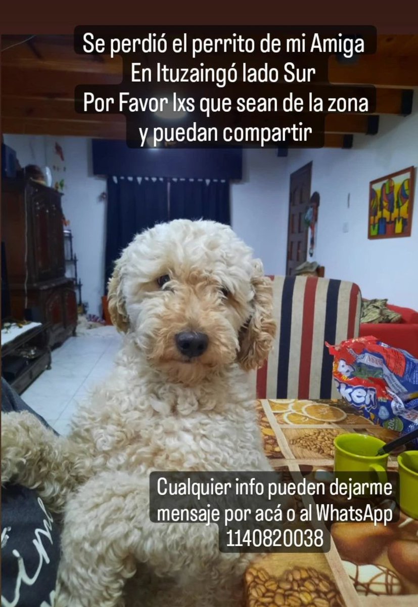 Amores Animales (@amores_animales) on Twitter photo 