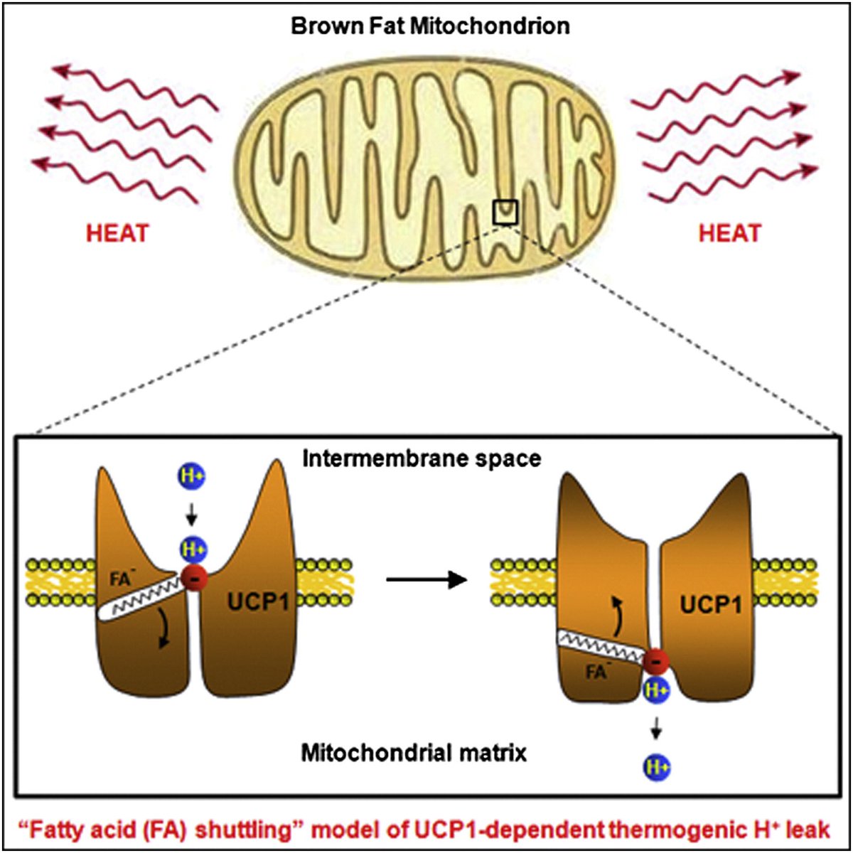 Mitochondrial uncoupling