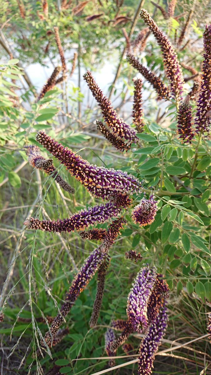HinataSaien's tweet photo. 河原で見つけた謎の植物です。
葉っぱはマメ科っぽいですが紫色の花がかなり変わっています。調べてみたら #イタチハギ のようです。
#TLを花でいっぱいにしよう #花のある暮らし #花写真 #花好きな人と繋がりたい #花 #flowers #Amorpha https://t.co/2BuHWDk1rE