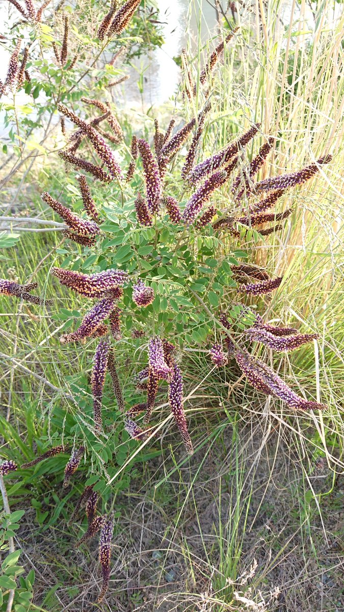 HinataSaien's tweet photo. 河原で見つけた謎の植物です。
葉っぱはマメ科っぽいですが紫色の花がかなり変わっています。調べてみたら #イタチハギ のようです。
#TLを花でいっぱいにしよう #花のある暮らし #花写真 #花好きな人と繋がりたい #花 #flowers #Amorpha https://t.co/2BuHWDk1rE