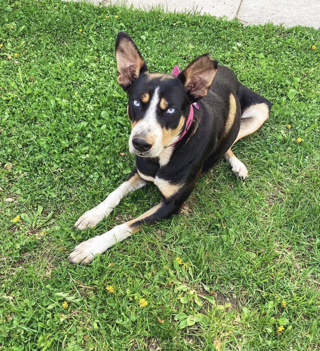 RedemptionPaws tweet media