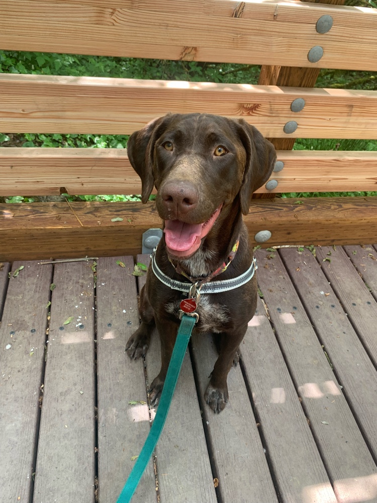 chendricks1989's tweet photo. I just #ResQwalked 1.40 mi in support of animals in need! Thanks  https://t.co/UefJvy9znc https://t.co/0E1cpUbW6T