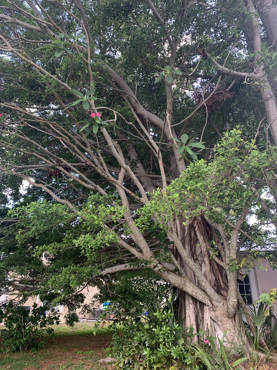 thegardennymph's tweet photo. Kauri Tree …
#rainforest #kauritree #tropical #trees #treehugger #garden #nature #GardenersWorld https://t.co/6b8XqmECTG
