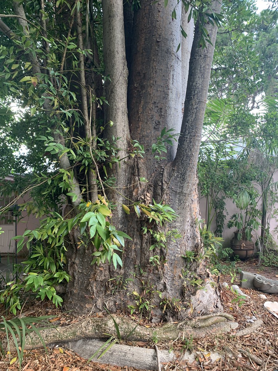 thegardennymph's tweet photo. Kauri Tree …
#rainforest #kauritree #tropical #trees #treehugger #garden #nature #GardenersWorld https://t.co/6b8XqmECTG