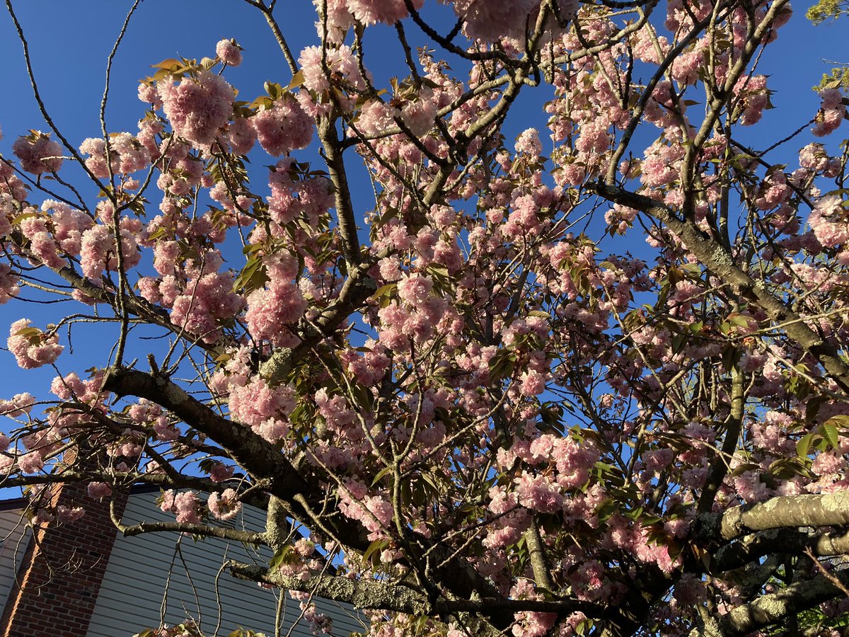 mbeliot's tweet photo. Pretty spring things. https://t.co/gSYBTTTy6r
