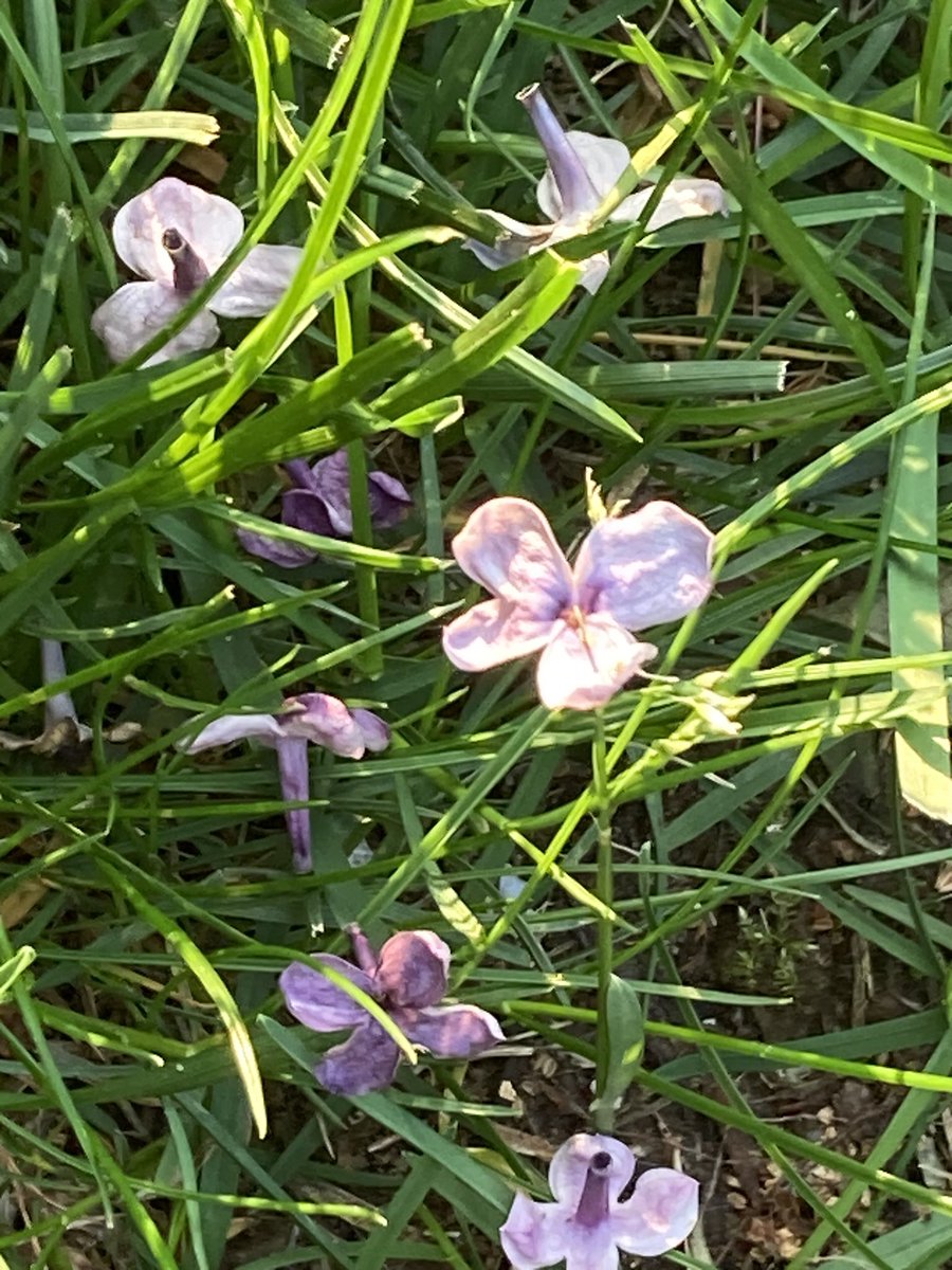 mbeliot's tweet photo. Pretty spring things. https://t.co/gSYBTTTy6r