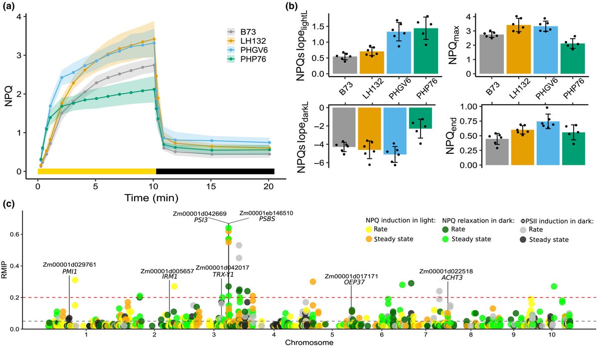 New Phytologist (@newphyt) on Twitter photo Genetic control of photoprotection and photosystem II operating efficiency in plants
Sahay et al. <a href="/Glowacka_Lab/">Kasia Glowacka</a> <a href="/szintri/">James Schnable</a> <a href="/UNL_PSI/">UNL PSI</a> <a href="/UNL_Biochem/">Nebraska Biochem</a>
๐ow.ly/AYxn50OuzMA Genetic control of photoprotection and photosystem II operating efficiency in plants
Sahay et al. <a href="/Glowacka_Lab/">Kasia Glowacka</a> <a href="/szintri/">James Schnable</a> <a href="/UNL_PSI/">UNL PSI</a> <a href="/UNL_Biochem/">Nebraska Biochem</a>
๐ow.ly/AYxn50OuzMA