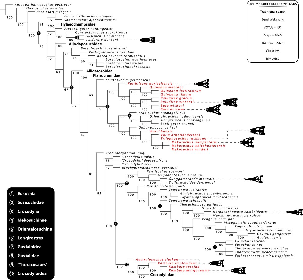 Dr Jorgo Ristevski (@joristevs) on Twitter photo Curious about croc evolution in Australasia, but don't know where to begin learning more about the topic? No problem, just check out our new #OpenAccess publication. Everything you wanted to know about Australasian crocs is now summarized in one paper!
tandfonline.com/doi/full/10.10… Curious about croc evolution in Australasia, but don't know where to begin learning more about the topic? No problem, just check out our new #OpenAccess publication. Everything you wanted to know about Australasian crocs is now summarized in one paper!
tandfonline.com/doi/full/10.10…