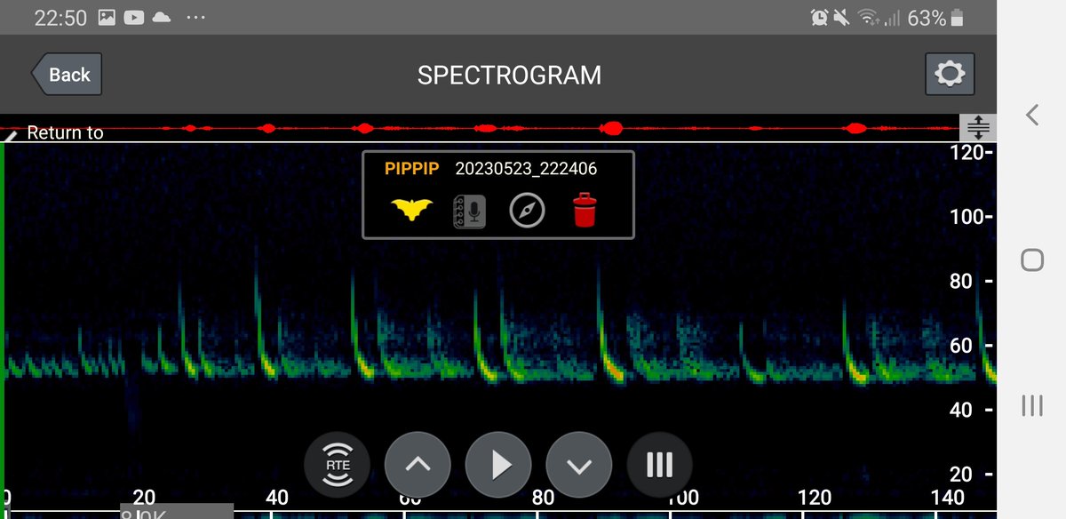 battybirder's tweet photo. Lovely bandit #pipistrelle foraging in my garden this evening. Listen out for the 'raspberry' sounding feeding buzz at 43 seconds! Also a soprano pipistrelle and a #hedgehog all logged for a @BCT_NBMP #SunsetSurvey 😊
#lovebats #EastLothianWildlife @lothiansbats @EdinburghNats https://t.co/vdRkCjlsRl