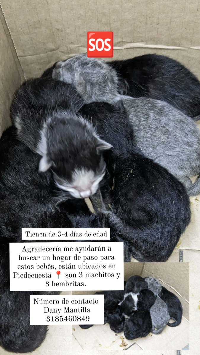JulianaSora's tweet photo. Hola agradezco me puedan ayudar difundiendo esto. 🆘 Estos gatitos buscan hogar de paso de manera urgente tienen apenas 3-4 días de nacidos. Son 3 chitos y 3 chiquitas. 🥺🥺🥺 Están ubicados en Piedecuesta, Santander 📍 Se pueden comunicar a este número 3185460849 - Dany Mantilla https://t.co/snTTFJ9GHH