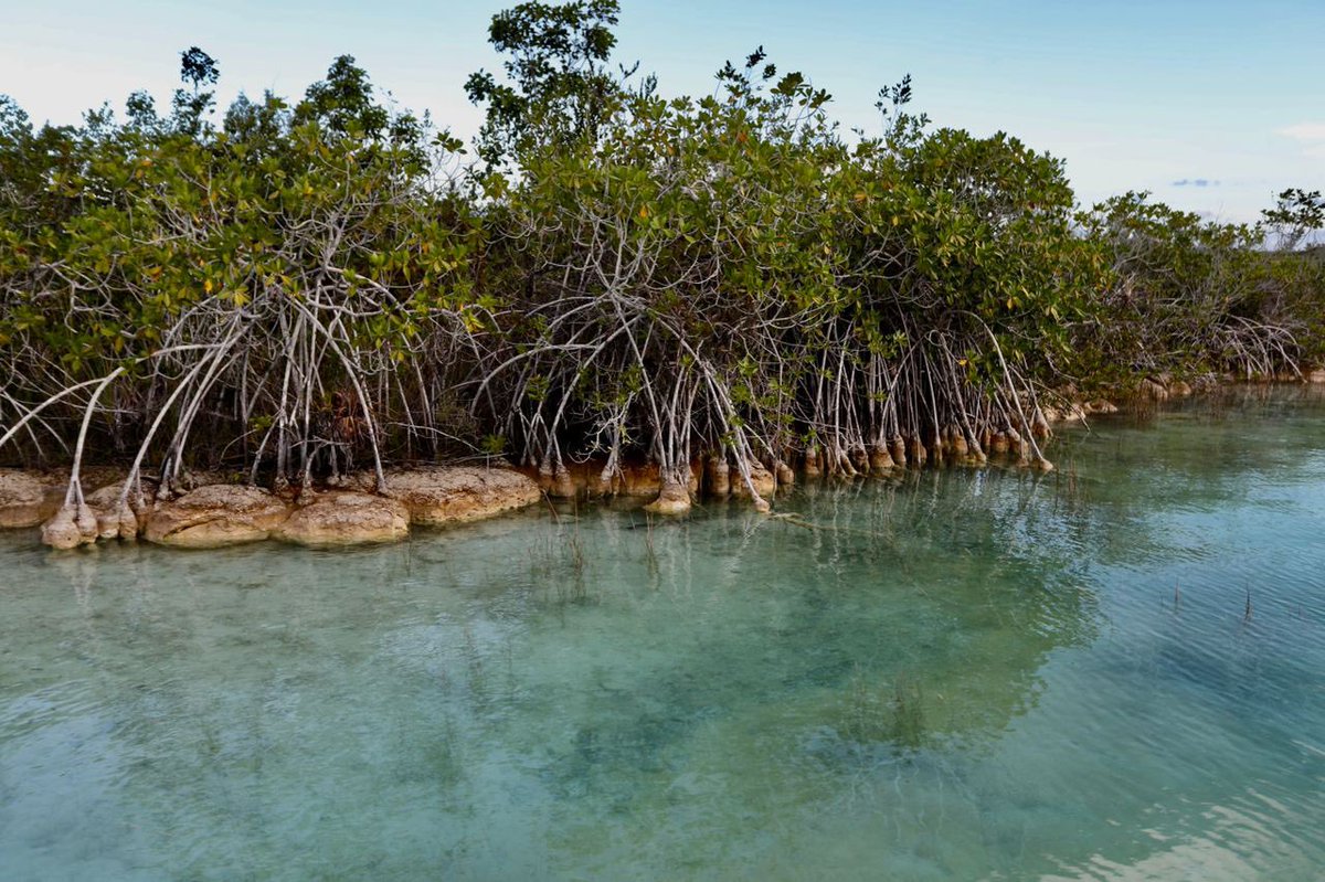Gobierno Quintana Roo tweet media