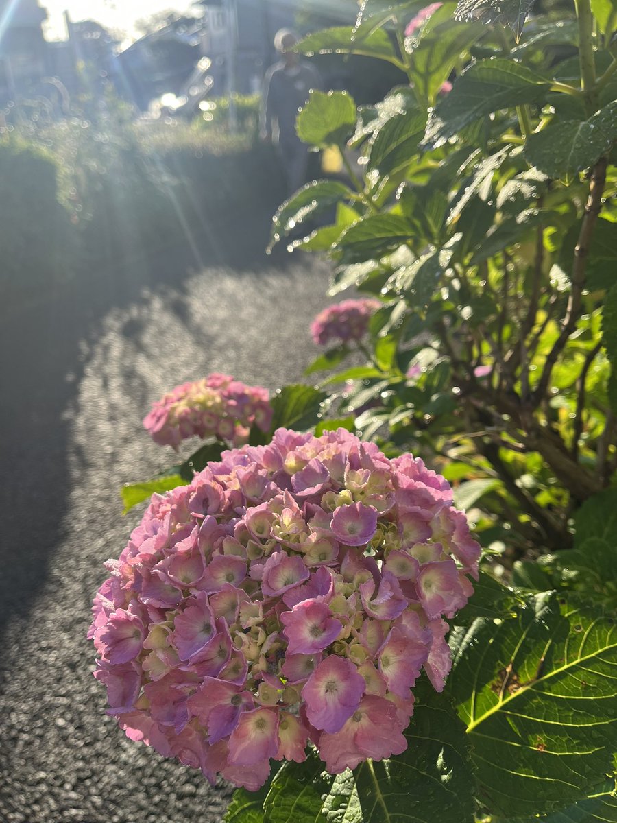 Itsuki0911's tweet photo. 5/24(水)
おはようございます☀️✨

今朝は雨上がり　一雨事に
紫陽花の色が濃くなってる✨

＃紫陽花
@asiesta_f https://t.co/veZ5MlP7kF