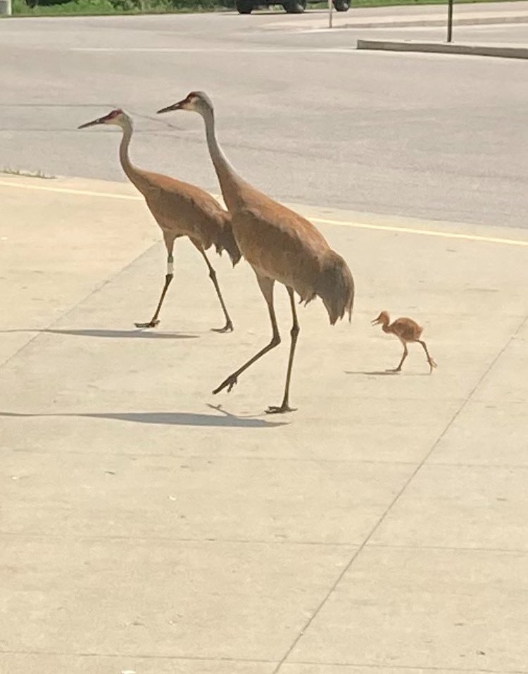 Warrior Cranes, Party of 3 🤍