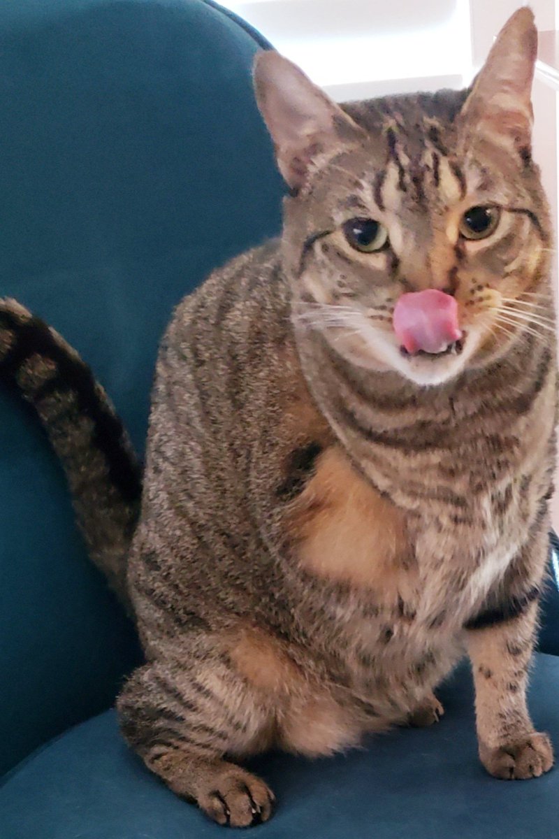 Winston enjoyed his snack on #tongueouttuesday #cats #tabbycats #tripodcats
