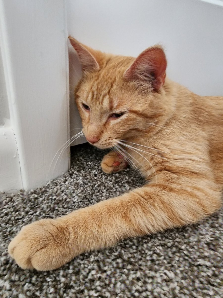 RichKarRacing's tweet photo. 2 new additions to the family this week. Been a lot of work getting them settled in but they are so sweet! Their names are Barry (orange) and Pixie (black). https://t.co/IJh3XqpvRR