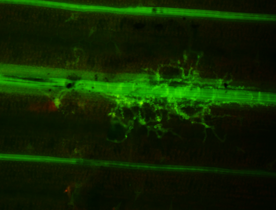 ek_grimares's tweet photo. Stained hyphae of #Rhizoctonia solani growing straight through the leaf xylem in susceptible leaf of IR24 #rice variety after 24hpi 

#plantdisease #plantpathology #rice #ShB https://t.co/AUCMbzutd8