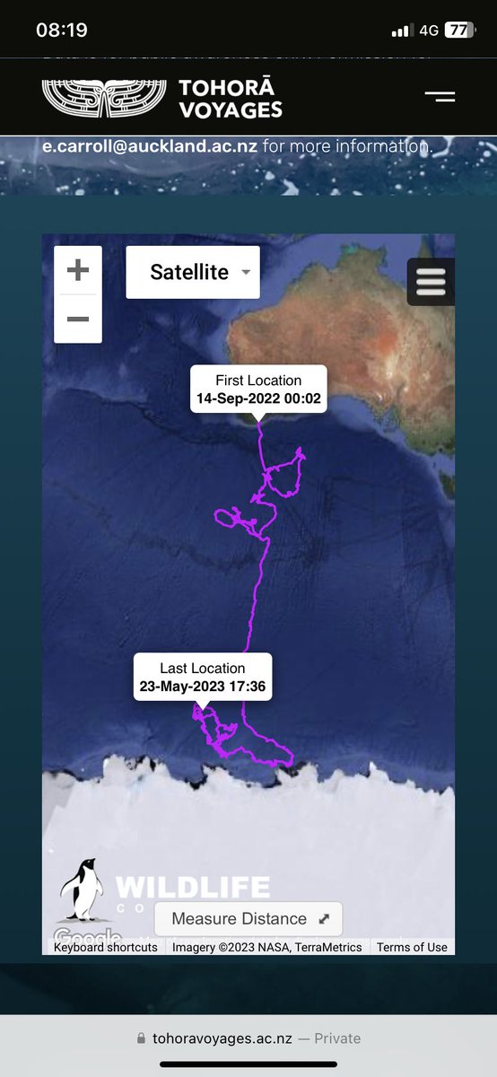 259 days later— WA southern right #whale still hanging around Antarctica when #Aotearoa #NZ tohorā are already back at their wintering grounds! For more visit: tohoravoyages.ac.nz/track-the-aust… @MMEG_UoA @FinntasticLeena @KateSprogis @RobHarcourt