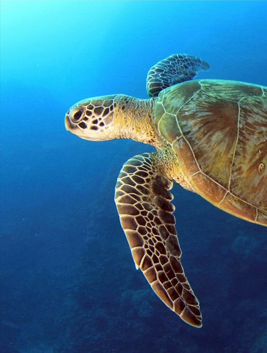 Gelecek nesiller için en başta tüm deniz yaşam alanlarını  ve Deniz Kablumbağalarını korumaya ve plastik kirliliğini azaltmaya çalışalım.
#WorldTurtleDay #carettacaretta

#yaşasıncumhuriyet