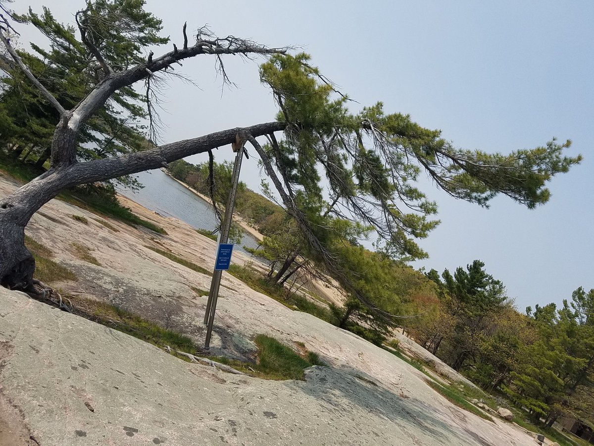 JanFromTheBruce's tweet photo. Camping at #Killbear prov. park with lots of #mosquitoes . But it's still wonderful https://t.co/JXX0DOzz3q